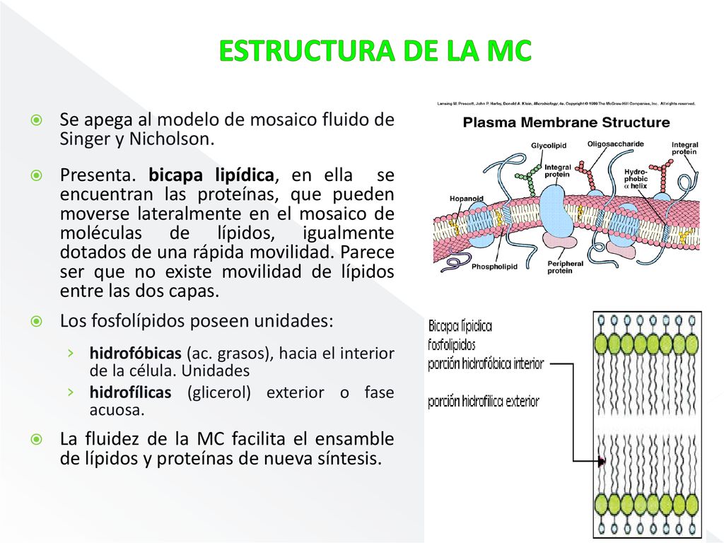 ESTRUCTURA DE LA MC Se apega al modelo de mosaico fluido de Singer y Nicholson.