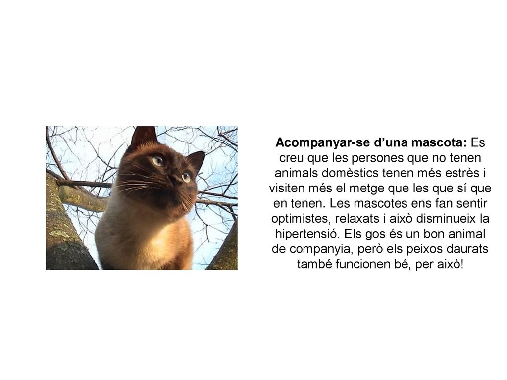 Acompanyar-se d’una mascota: Es creu que les persones que no tenen animals domèstics tenen més estrès i visiten més el metge que les que sí que en tenen.