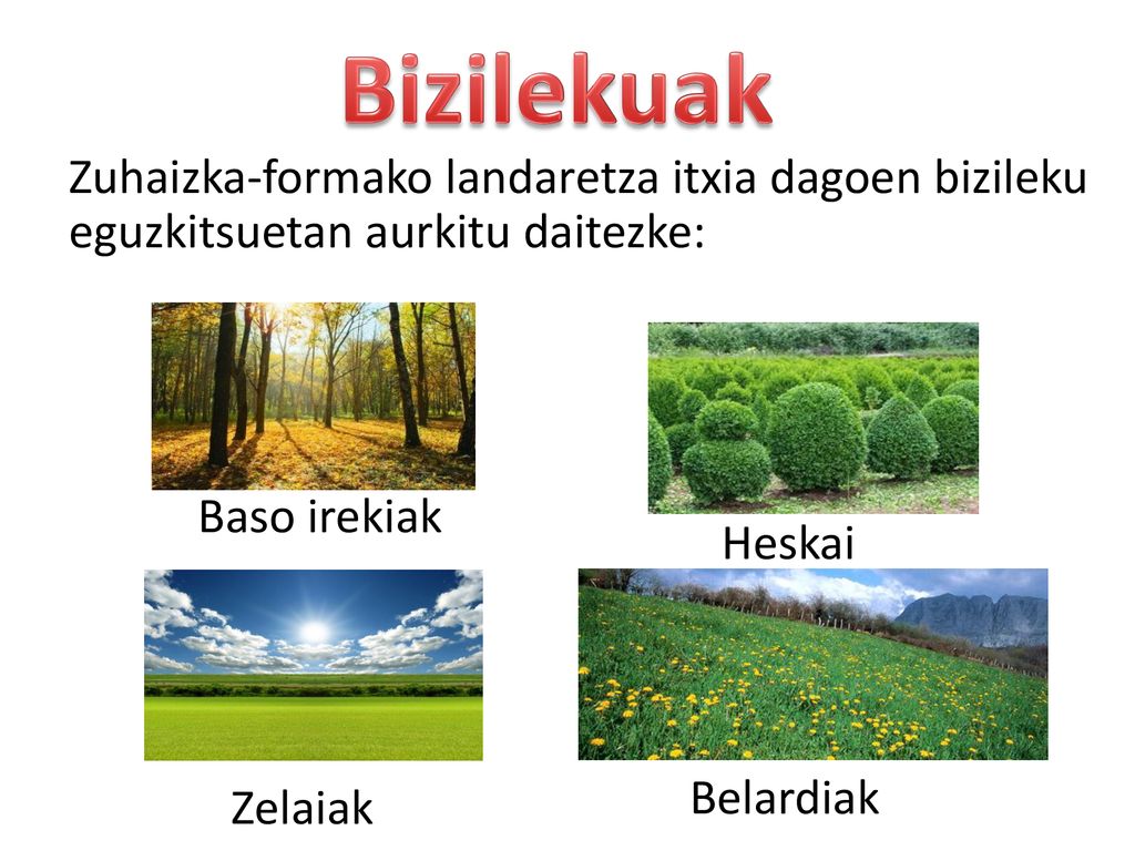 Bizilekuak Zuhaizka-formako landaretza itxia dagoen bizileku eguzkitsuetan aurkitu daitezke: Baso irekiak.