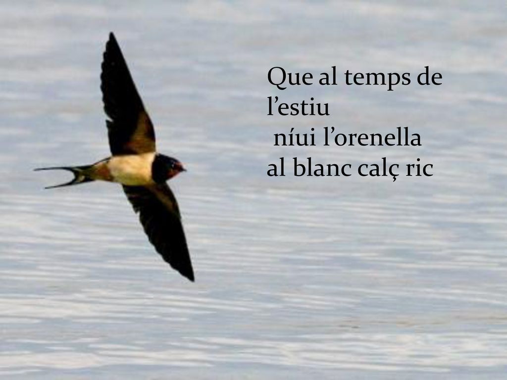 Que al temps de l’estiu níui l’orenella al blanc calç ric
