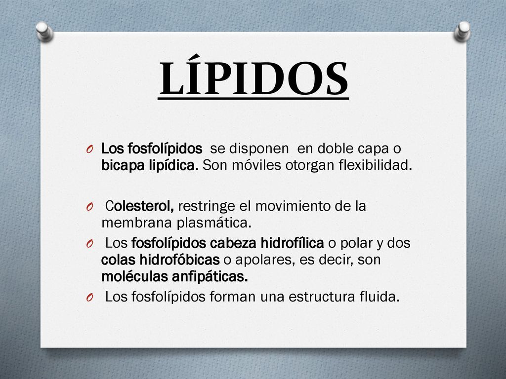 LÍPIDOS Los fosfolípidos se disponen en doble capa o bicapa lipídica. Son móviles otorgan flexibilidad.