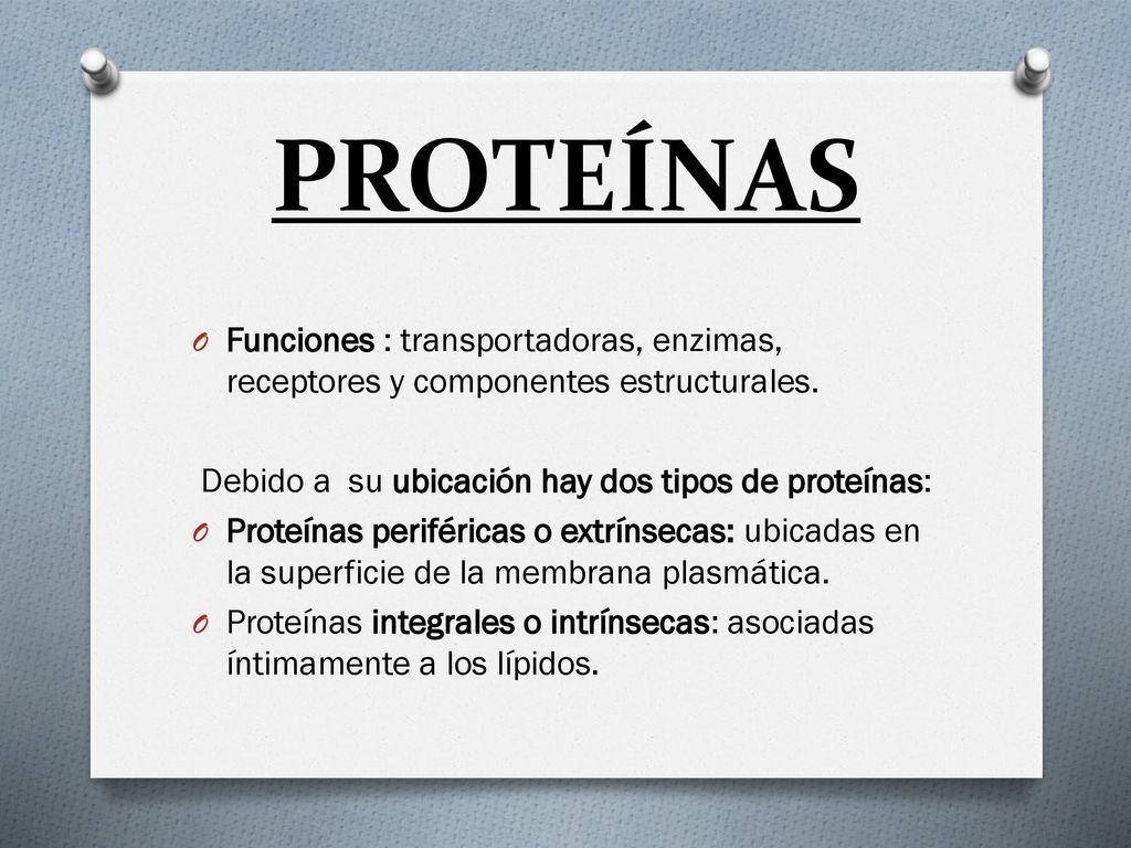PROTEÍNAS Funciones : transportadoras, enzimas, receptores y componentes estructurales. Debido a su ubicación hay dos tipos de proteínas: