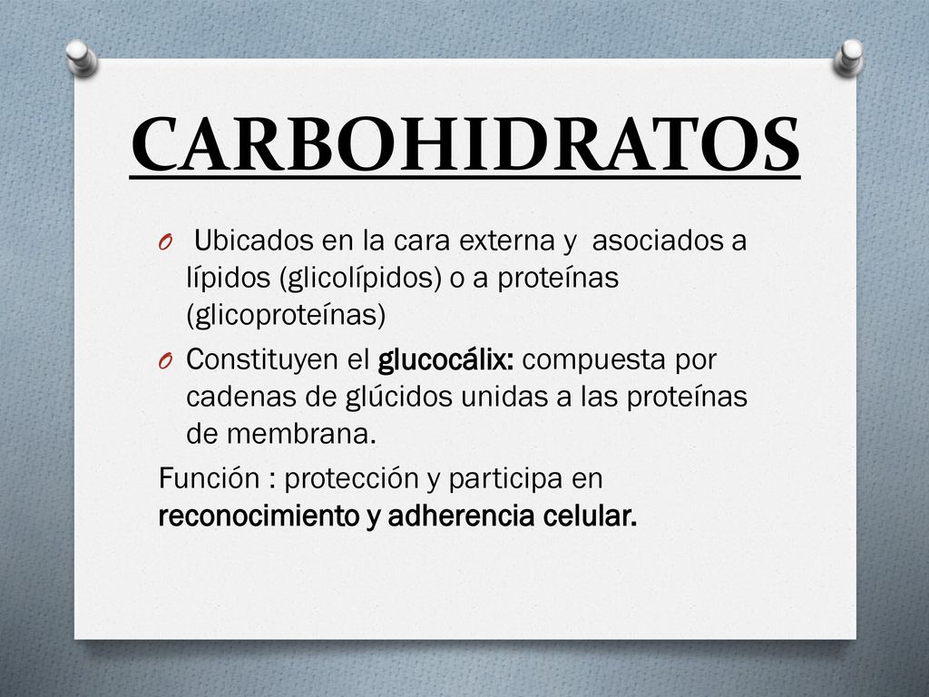 CARBOHIDRATOS Ubicados en la cara externa y asociados a lípidos (glicolípidos) o a proteínas (glicoproteínas)
