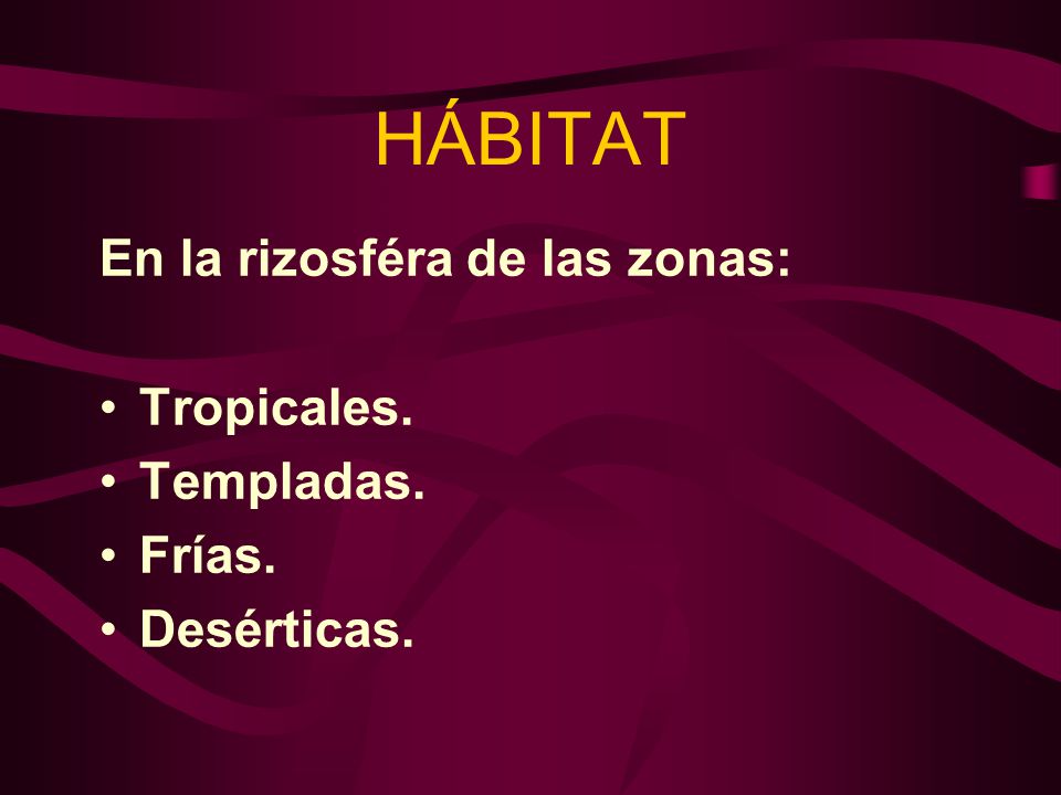 HÁBITAT En la rizosféra de las zonas: Tropicales. Templadas. Frías.