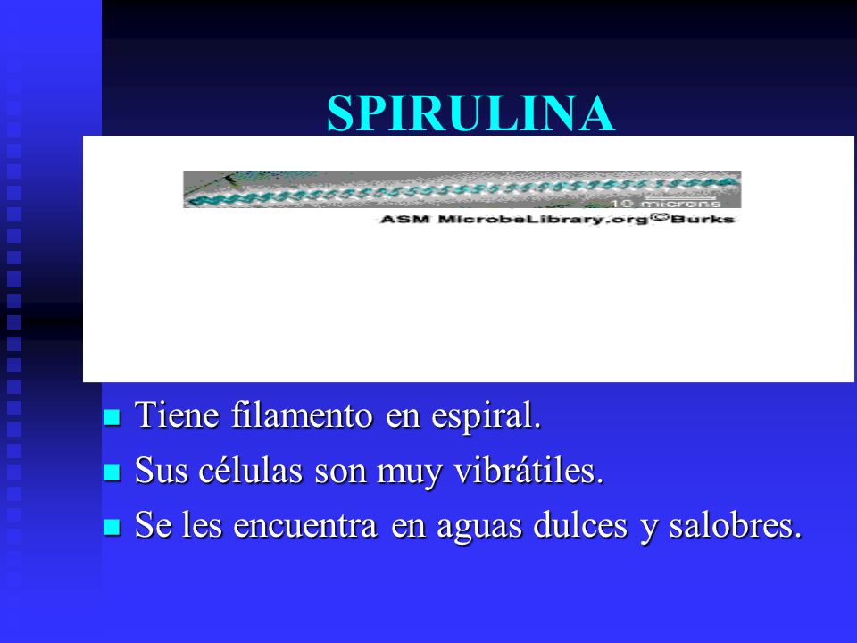 SPIRULINA Tiene filamento en espiral. Sus células son muy vibrátiles.