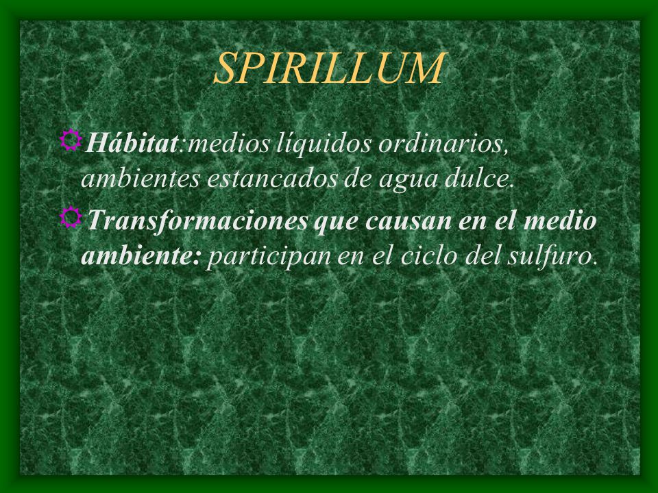SPIRILLUM Hábitat:medios líquidos ordinarios, ambientes estancados de agua dulce.