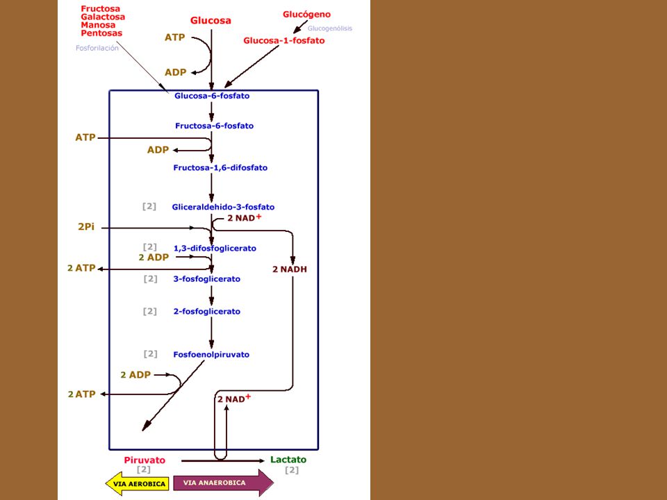 La glucólisis es una vía común para la producción de energía puesto que éste es un proceso activo, tanto cuando hay presencia de oxígeno ( Glucólisis aeróbica), como cuando no hay oxigeno disponible en la célula (glucólisis anaeróbica). Esta característica de la glucólisis es crucial porque es la que permite que las células sobrevivan y relizen trabajo, durante un determinado período de tiempo, en condiciones anaeróbicas o en situaciones anóxicas.