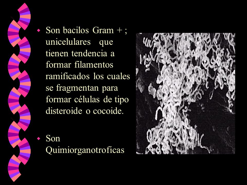 Son bacilos Gram + ; unicelulares que tienen tendencia a formar filamentos ramificados los cuales se fragmentan para formar células de tipo disteroide o cocoide.