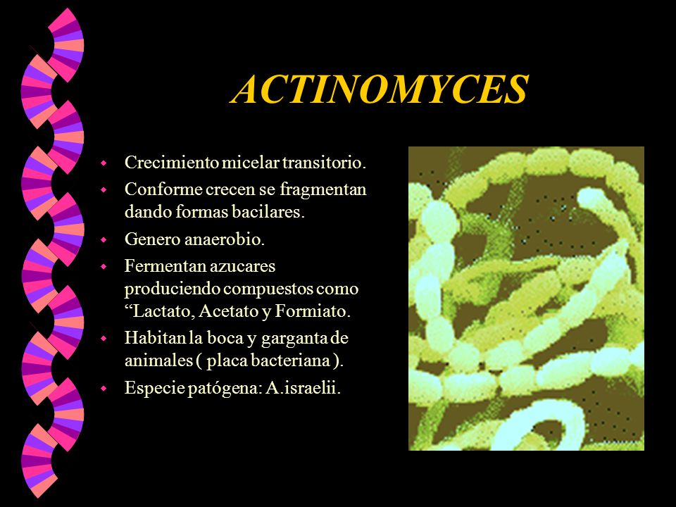 ACTINOMYCES Crecimiento micelar transitorio.