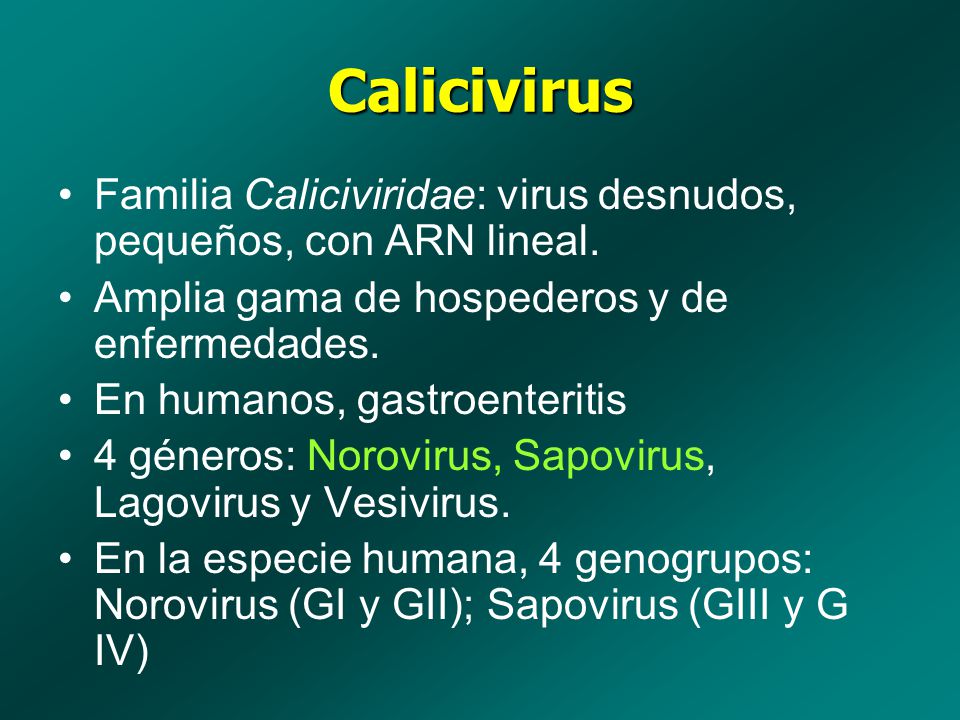 Calicivirus Familia Caliciviridae: virus desnudos, pequeños, con ARN lineal. Amplia gama de hospederos y de enfermedades.