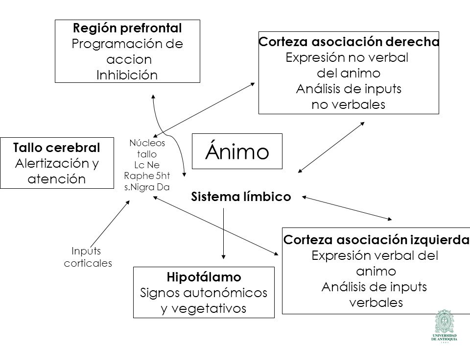 Ánimo Región prefrontal Programación de Corteza asociación derecha