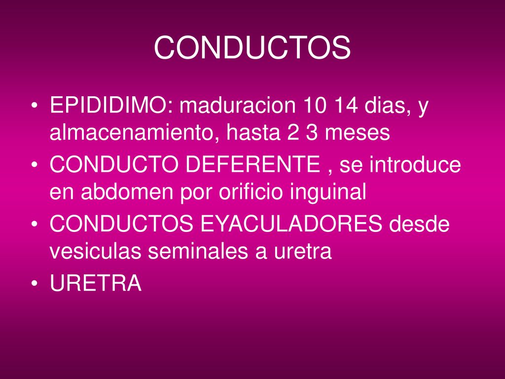 CONDUCTOS EPIDIDIMO: maduracion dias, y almacenamiento, hasta 2 3 meses. CONDUCTO DEFERENTE , se introduce en abdomen por orificio inguinal.
