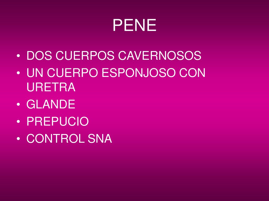 PENE DOS CUERPOS CAVERNOSOS UN CUERPO ESPONJOSO CON URETRA GLANDE