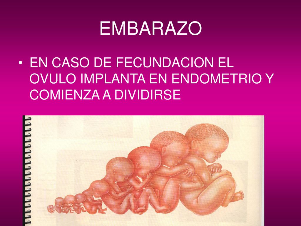EMBARAZO EN CASO DE FECUNDACION EL OVULO IMPLANTA EN ENDOMETRIO Y COMIENZA A DIVIDIRSE