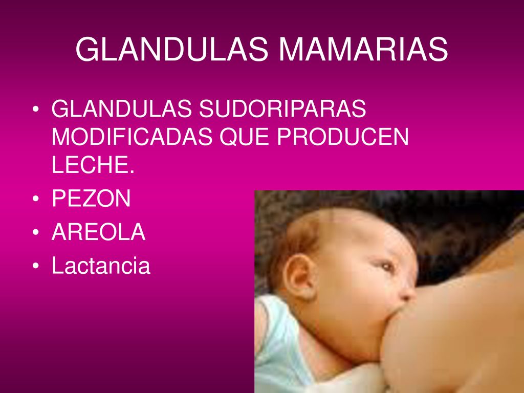 GLANDULAS MAMARIAS GLANDULAS SUDORIPARAS MODIFICADAS QUE PRODUCEN LECHE. PEZON AREOLA Lactancia