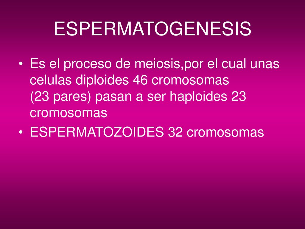 ESPERMATOGENESIS Es el proceso de meiosis,por el cual unas celulas diploides 46 cromosomas (23 pares) pasan a ser haploides 23 cromosomas.