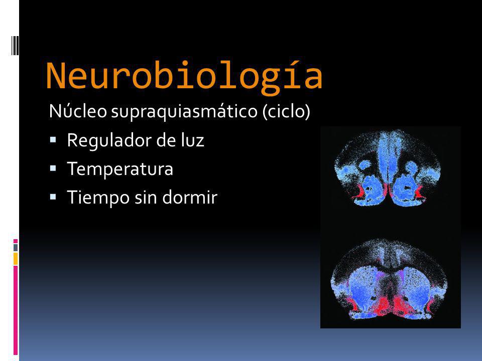 Neurobiología Núcleo supraquiasmático (ciclo) Regulador de luz