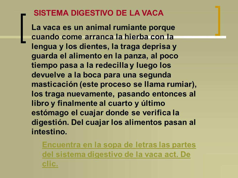 SISTEMA DIGESTIVO DE LA VACA