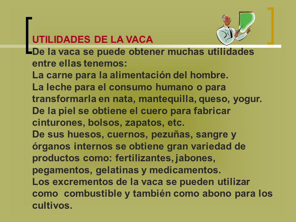 UTILIDADES DE LA VACA De la vaca se puede obtener muchas utilidades entre ellas tenemos: La carne para la alimentación del hombre.