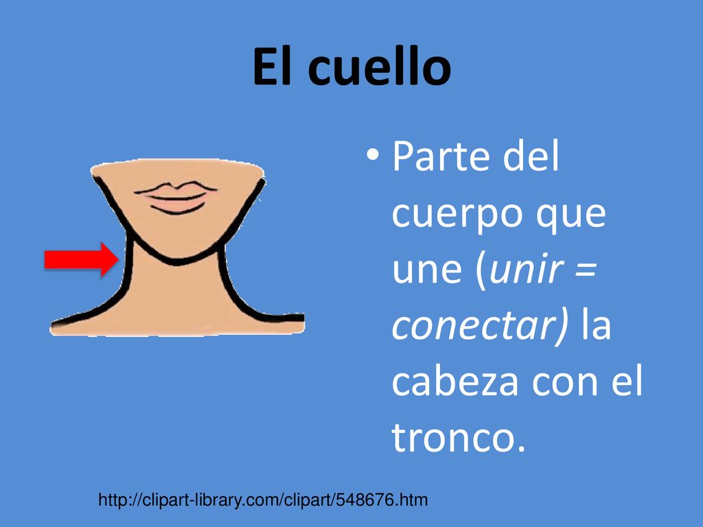 El cuello Parte del cuerpo que une (unir = conectar) la cabeza con el tronco.