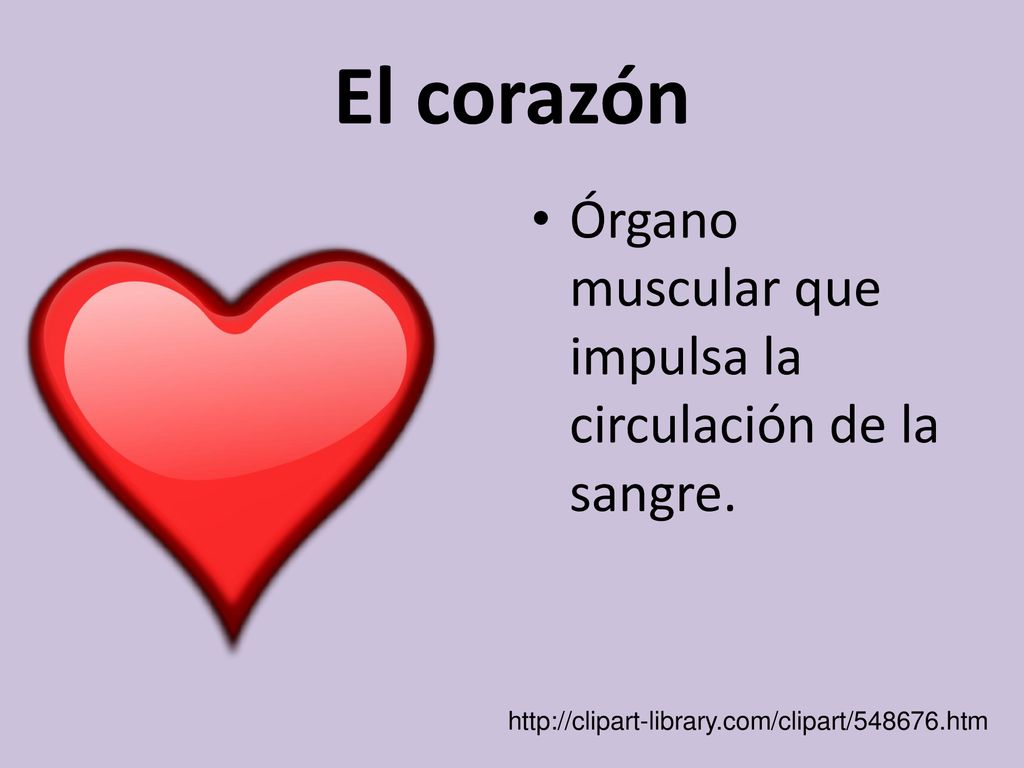 El corazón Órgano muscular que impulsa la circulación de la sangre.