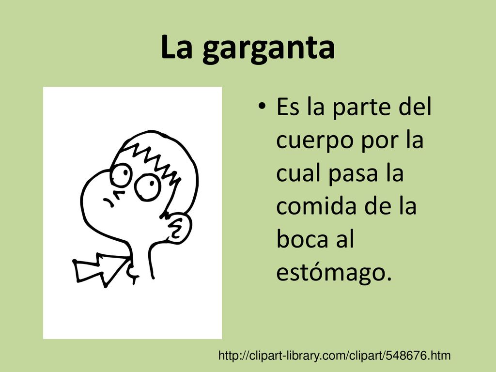 La garganta Es la parte del cuerpo por la cual pasa la comida de la boca al estómago.