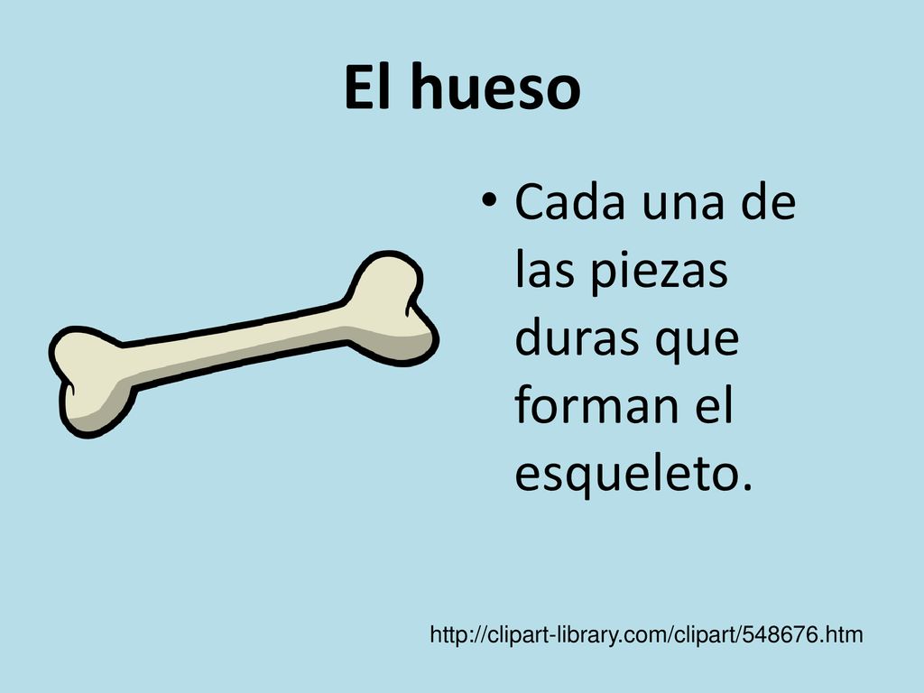 El hueso Cada una de las piezas duras que forman el esqueleto.