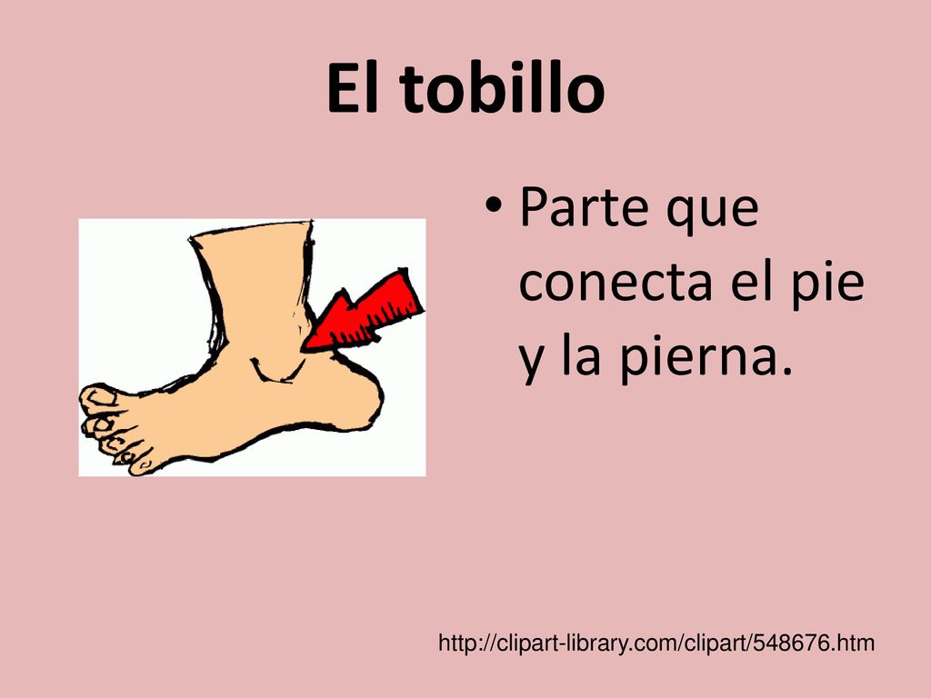 El tobillo Parte que conecta el pie y la pierna.