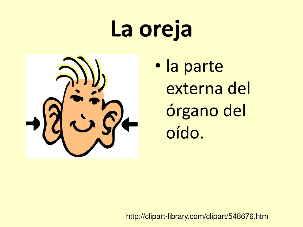 La oreja la parte externa del órgano del oído.