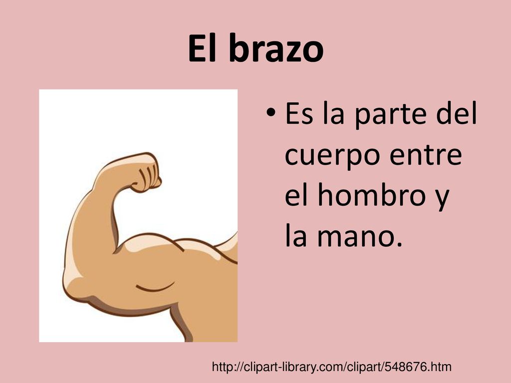 El brazo Es la parte del cuerpo entre el hombro y la mano.