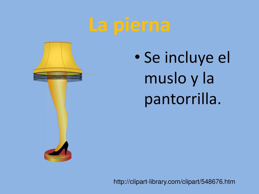 La pierna Se incluye el muslo y la pantorrilla.