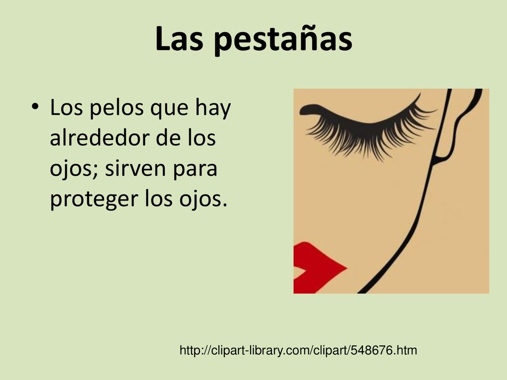 Las pestañas Los pelos que hay alrededor de los ojos; sirven para proteger los ojos.
