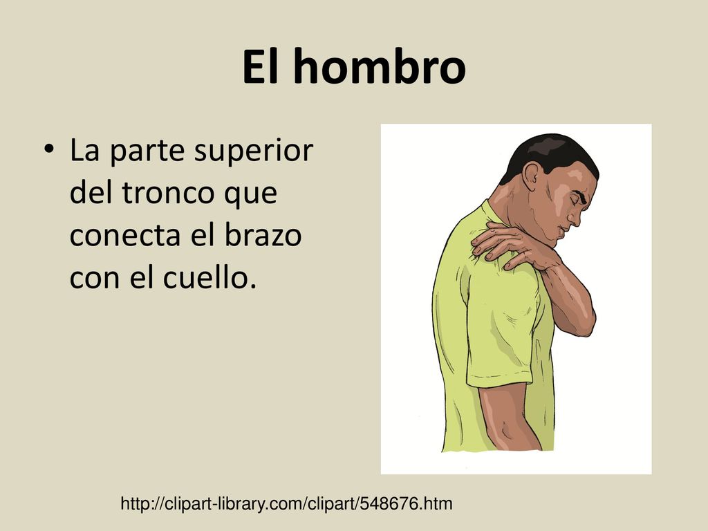 El hombro La parte superior del tronco que conecta el brazo con el cuello.