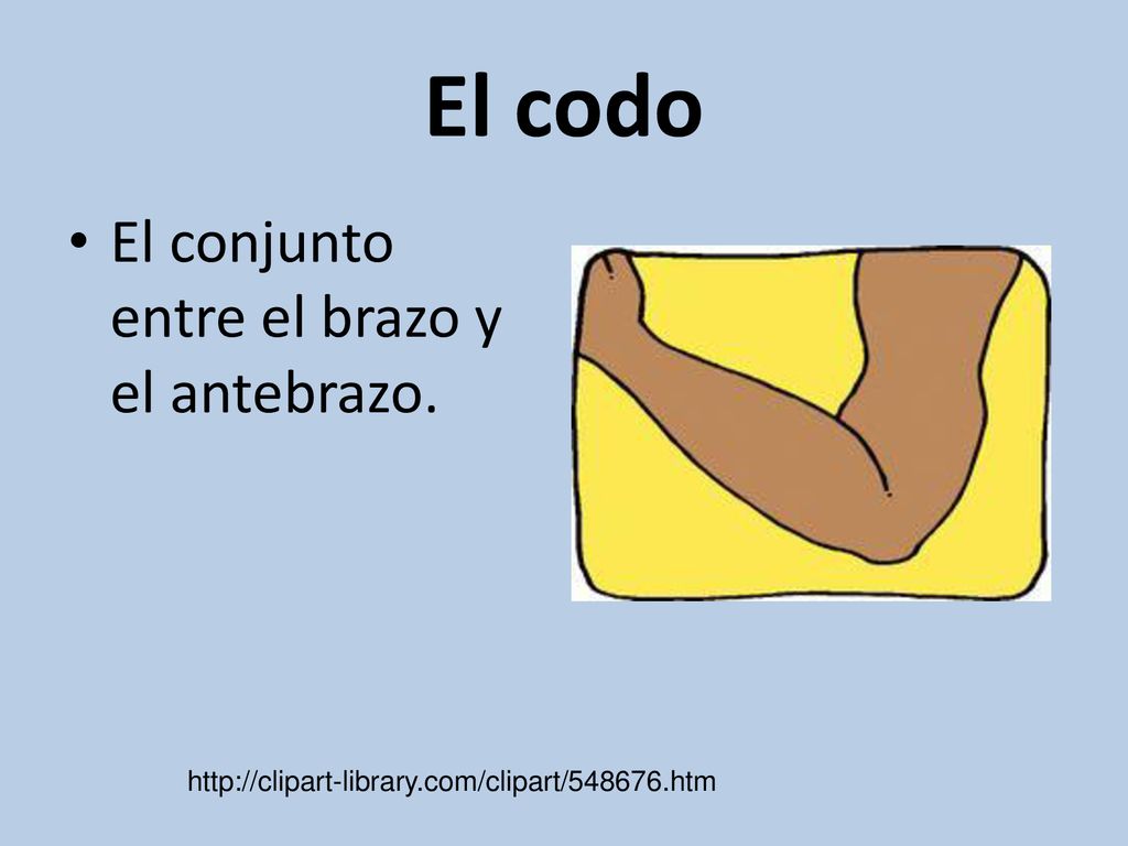 El codo El conjunto entre el brazo y el antebrazo.