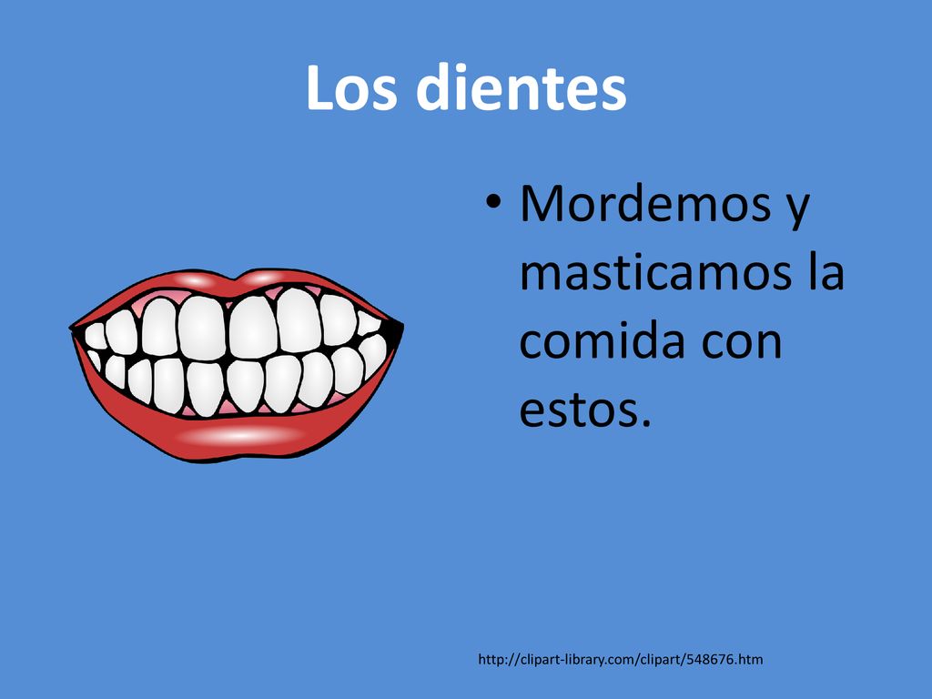 Los dientes Mordemos y masticamos la comida con estos.