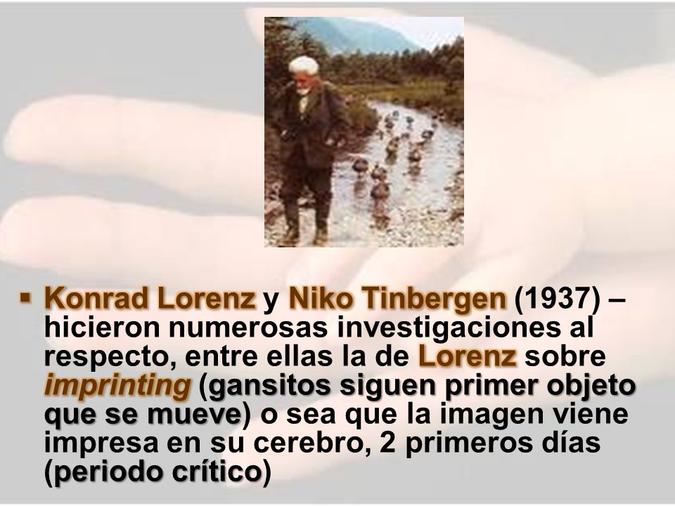 Konrad Lorenz y Niko Tinbergen (1937) – hicieron numerosas investigaciones al respecto, entre ellas la de Lorenz sobre imprinting (gansitos siguen primer objeto que se mueve) o sea que la imagen viene impresa en su cerebro, 2 primeros días (periodo crítico)