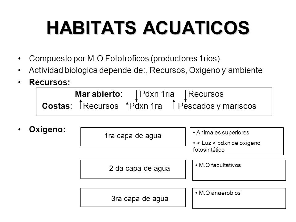 HABITATS ACUATICOS Compuesto por M.O Fototroficos (productores 1rios).