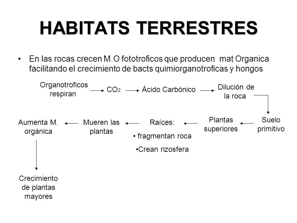 HABITATS TERRESTRES En las rocas crecen M.O fototroficos que producen mat Organica facilitando el crecimiento de bacts quimiorganotroficas y hongos.