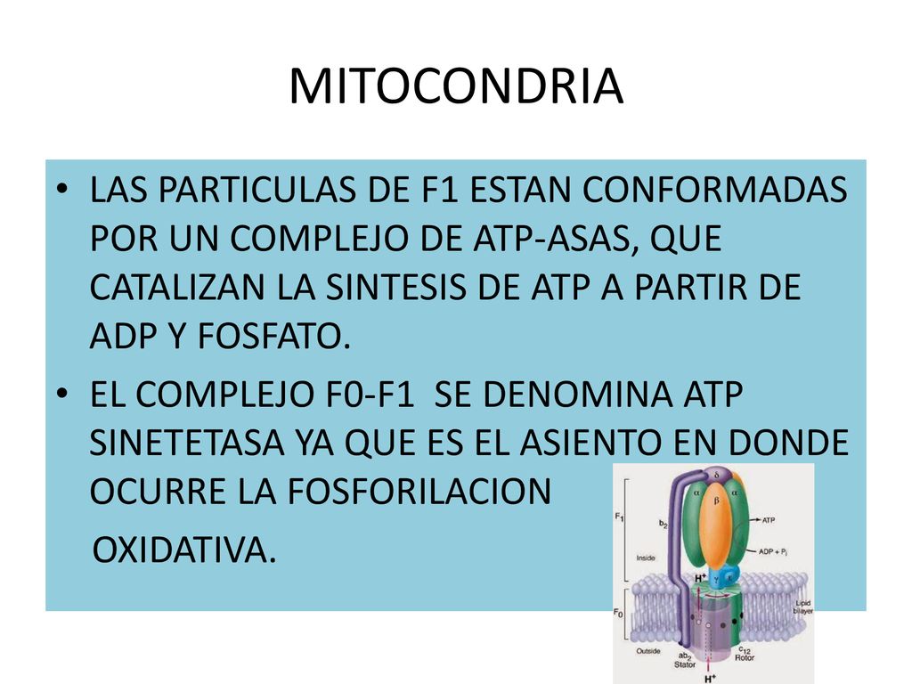 MITOCONDRIA LAS PARTICULAS DE F1 ESTAN CONFORMADAS POR UN COMPLEJO DE ATP-ASAS, QUE CATALIZAN LA SINTESIS DE ATP A PARTIR DE ADP Y FOSFATO.
