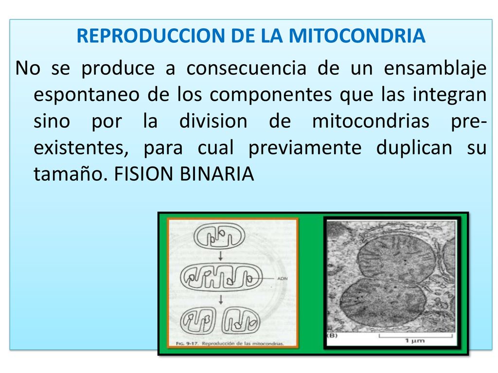 REPRODUCCION DE LA MITOCONDRIA No se produce a consecuencia de un ensamblaje espontaneo de los componentes que las integran sino por la division de mitocondrias pre-existentes, para cual previamente duplican su tamaño.