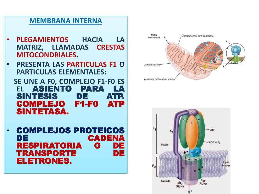 MEMBRANA INTERNA PLEGAMIENTOS HACIA LA MATRIZ, LLAMADAS CRESTAS MITOCONDRIALES. PRESENTA LAS PARTICULAS F1 O PARTICULAS ELEMENTALES: