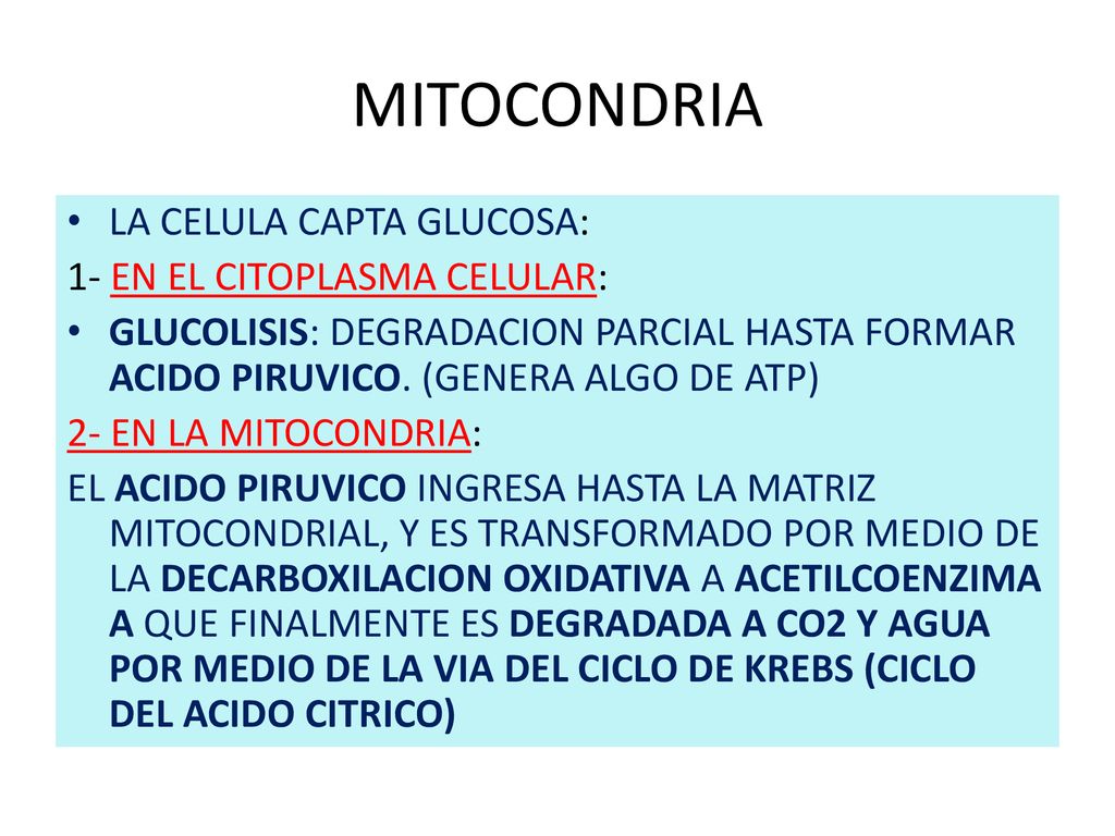 MITOCONDRIA LA CELULA CAPTA GLUCOSA: 1- EN EL CITOPLASMA CELULAR: