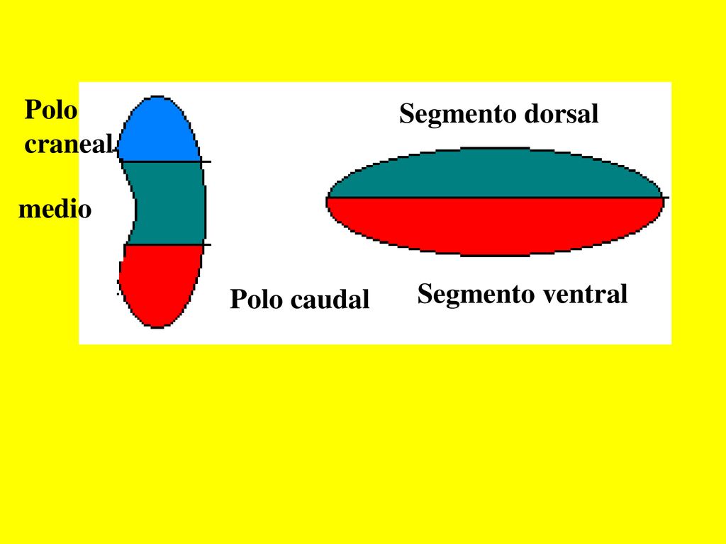 Polo craneal Segmento dorsal medio Segmento ventral Polo caudal