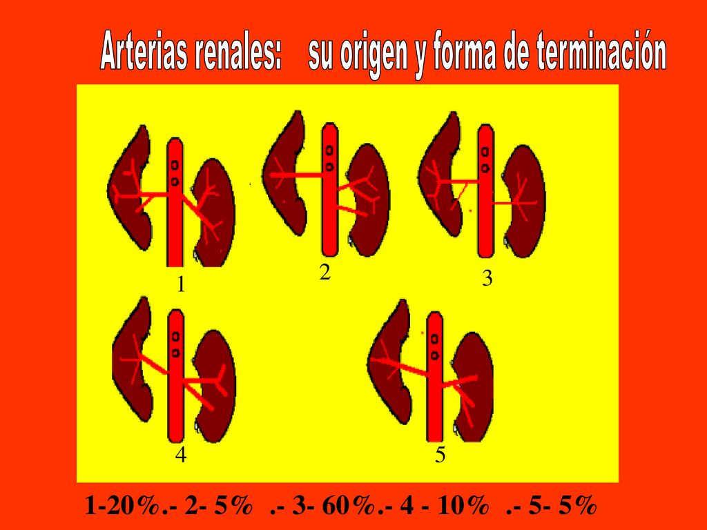 Arterias renales: su origen y forma de terminación