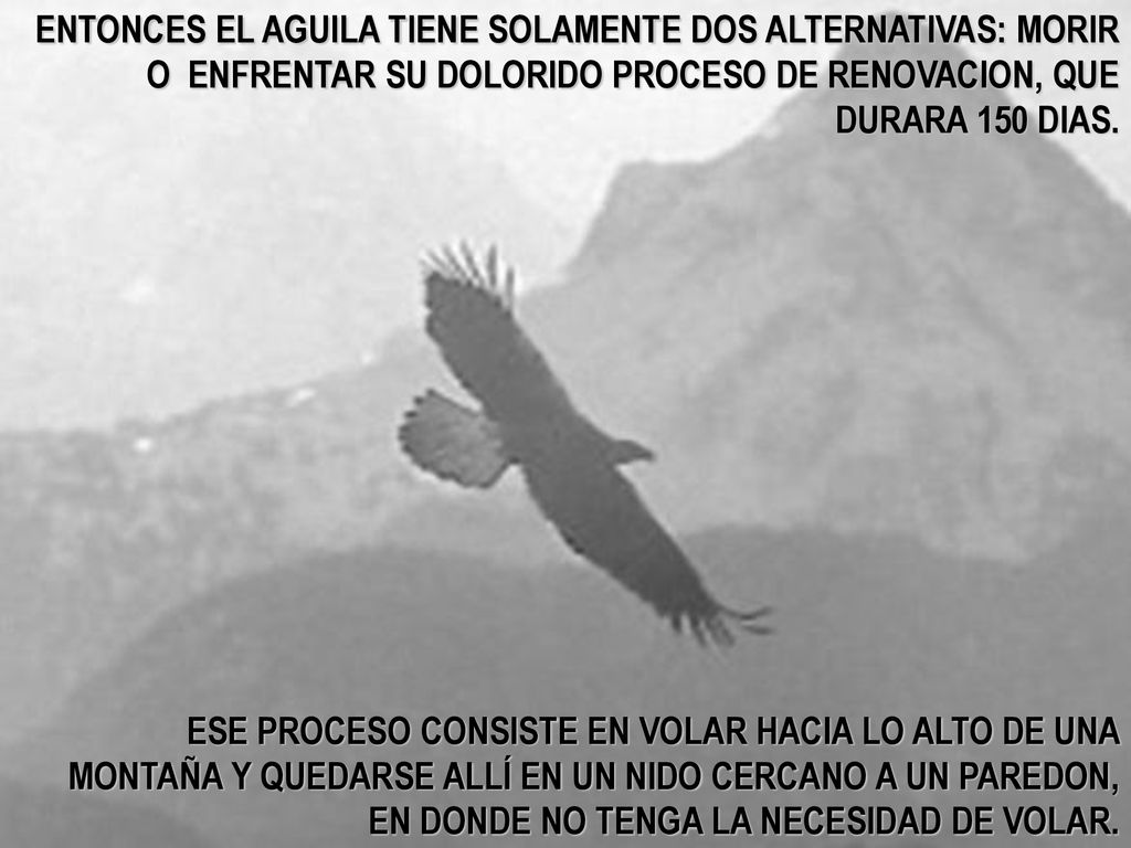 ENTONCES EL AGUILA TIENE SOLAMENTE DOS ALTERNATIVAS: MORIR O ENFRENTAR SU DOLORIDO PROCESO DE RENOVACION, QUE DURARA 150 DIAS.
