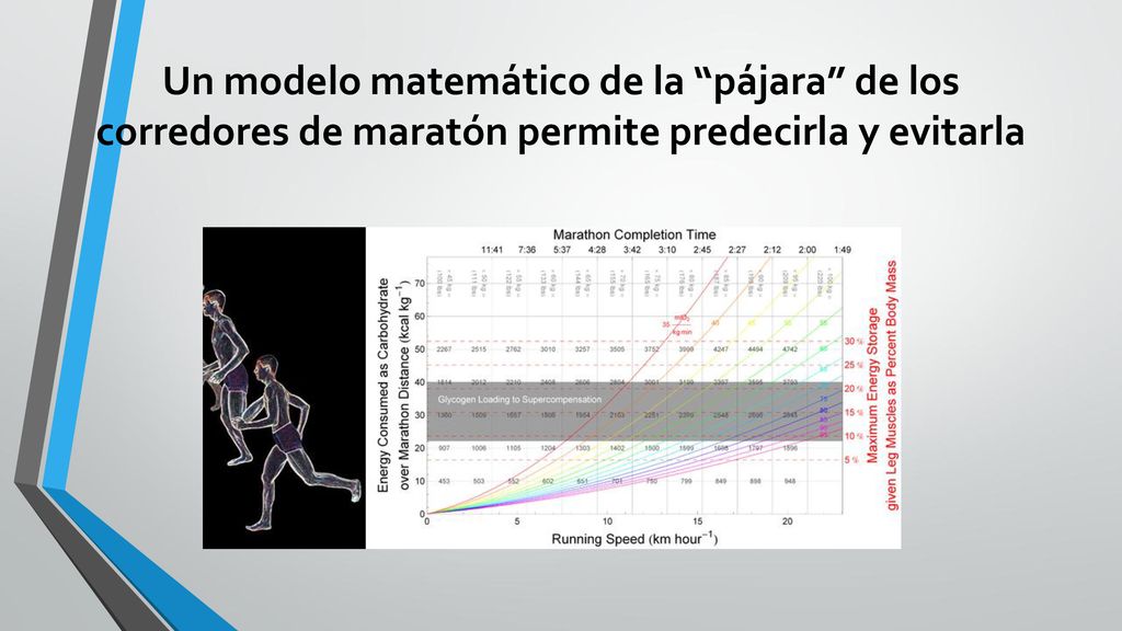 Un modelo matemático de la pájara de los corredores de maratón permite predecirla y evitarla