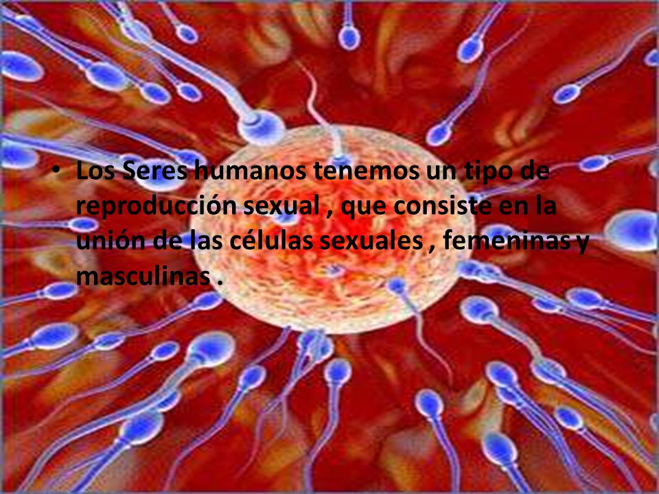 Los Seres humanos tenemos un tipo de reproducción sexual , que consiste en la unión de las células sexuales , femeninas y masculinas .
