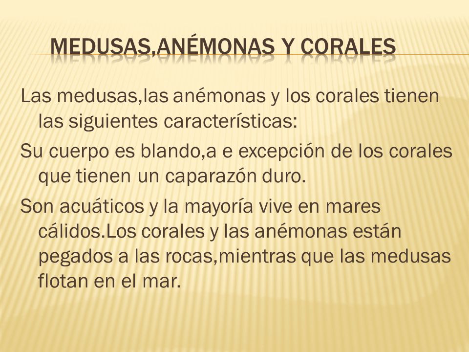 Medusas,anémonas y corales
