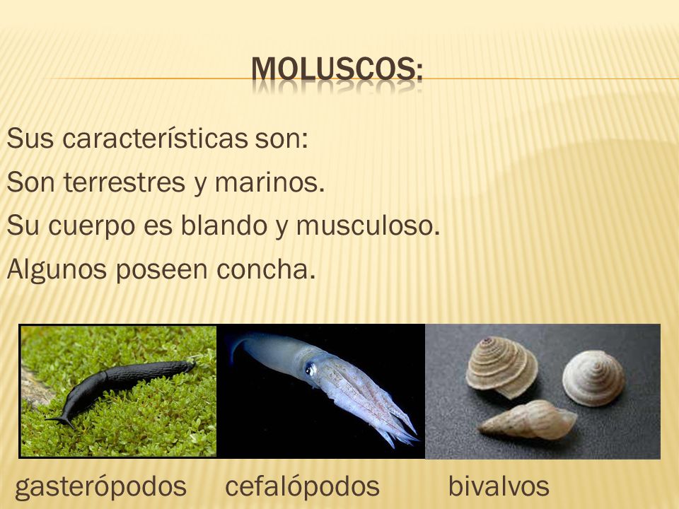 moluscos: