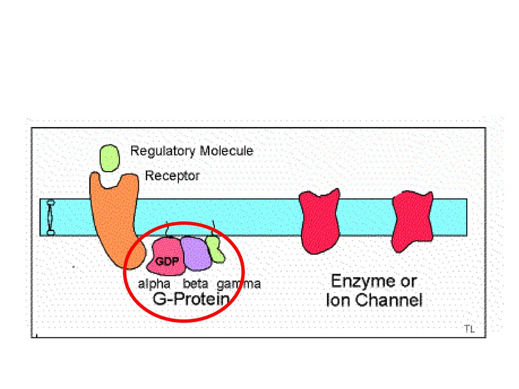 Although some studies suggest alterations of mu and NOP receptors as a result of epilepsy, no evidence exist indicating changes in signal transduction mechanisms downstream of the mu opioid and NOP receptors in the human epileptic neocortex.